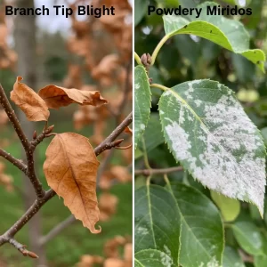 Branch Tip Blight