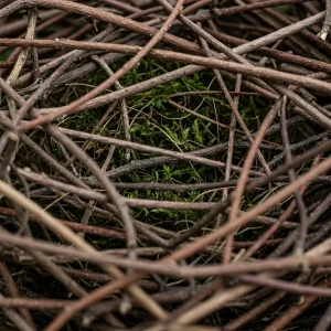 Attracting birds to spring garden