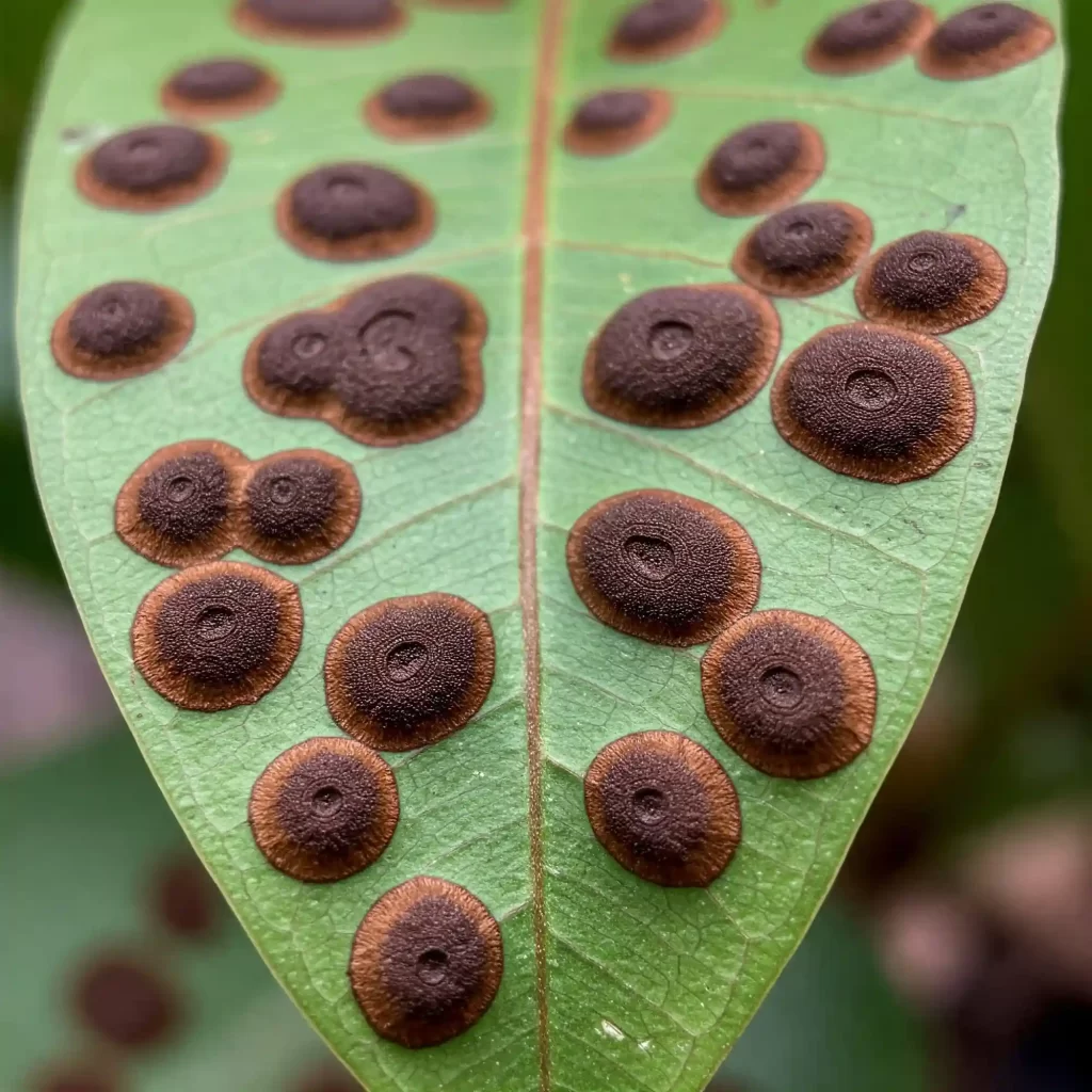 Brown Spots Busters: 7 Secrets to Spotless Plants