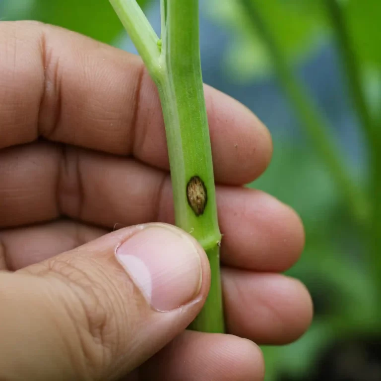 Butt Rot Be Gone! 11 Proven Ways to Protect Your Plants