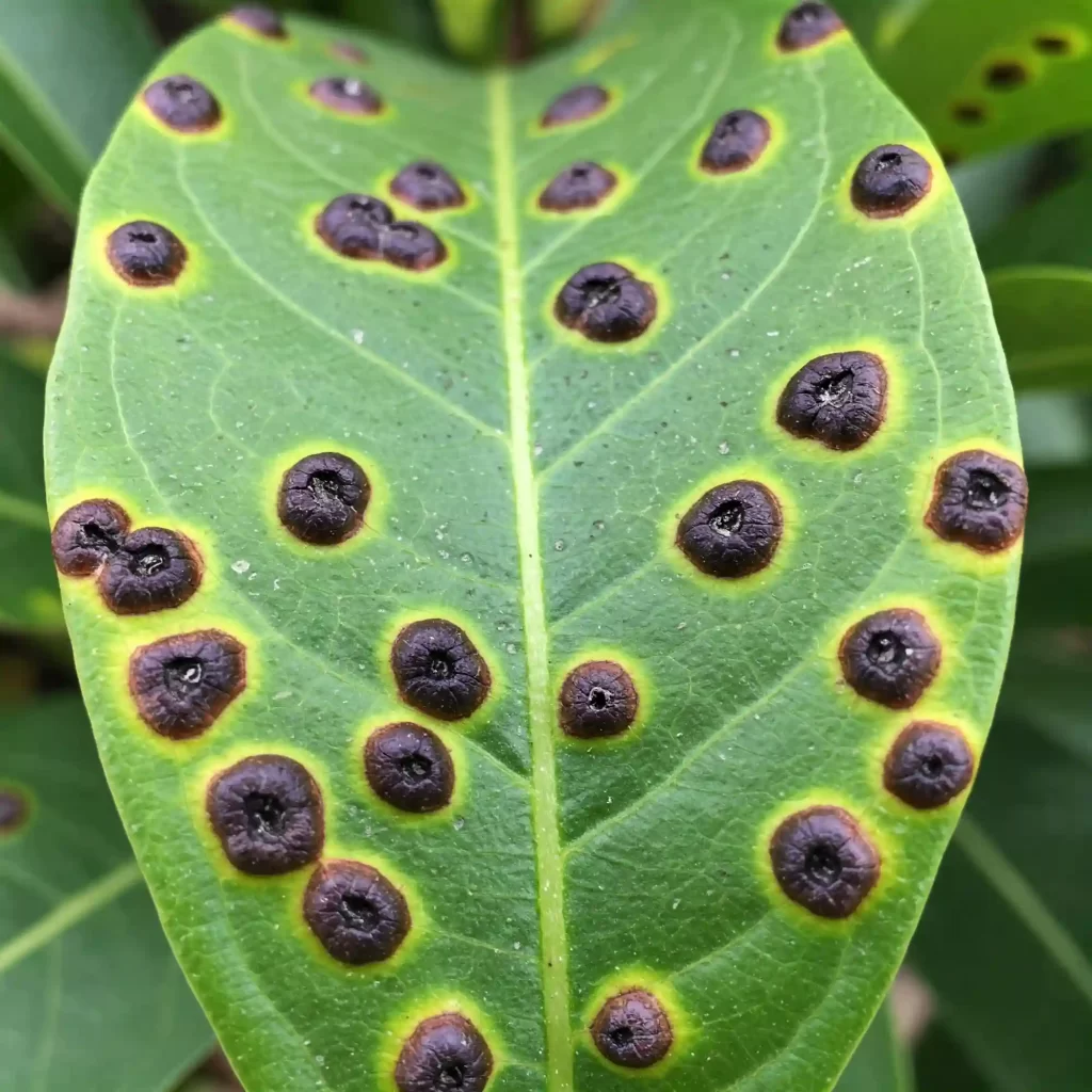 7 Crucial Steps: Stop Cercospora Stem Blotch, Protect Your Crops Now!