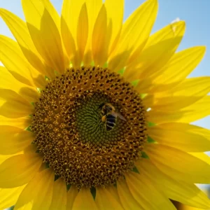 Gardening with kids in spring