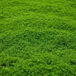 Spring garden ground cover plants