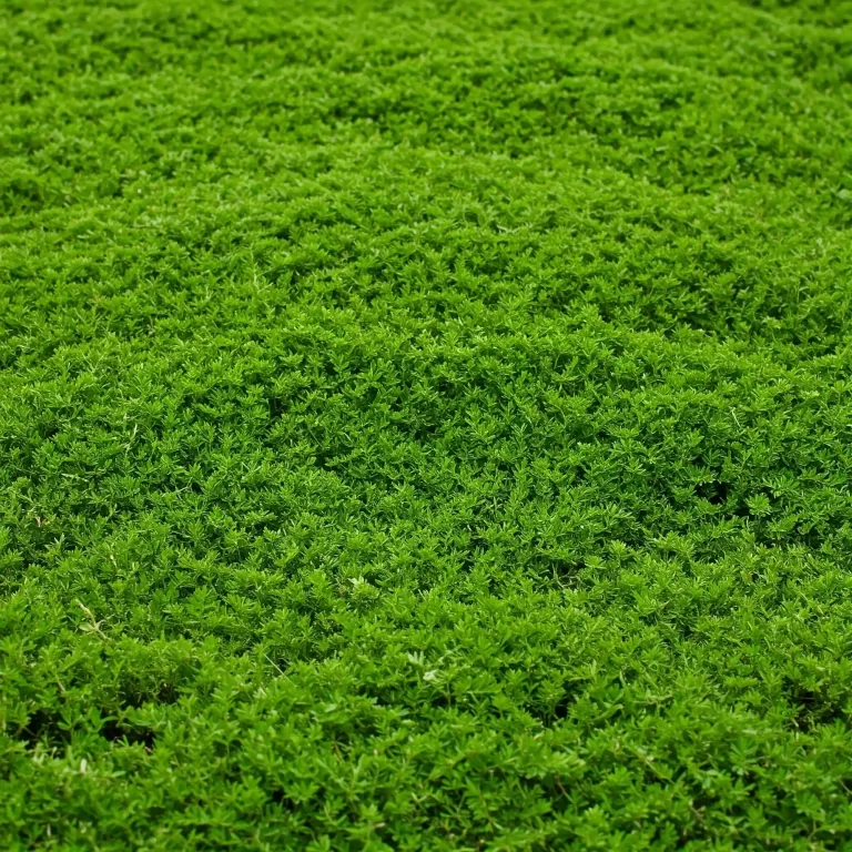 10 Vibrant Spring Ground Covers: Grow Lush Gardens Now!