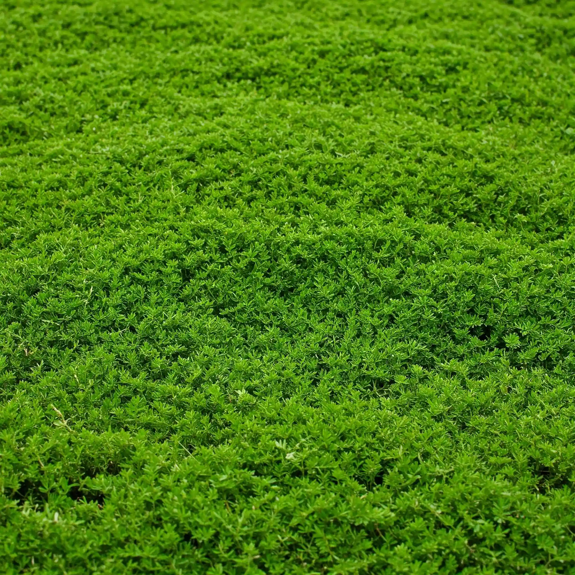 Spring garden ground cover plants