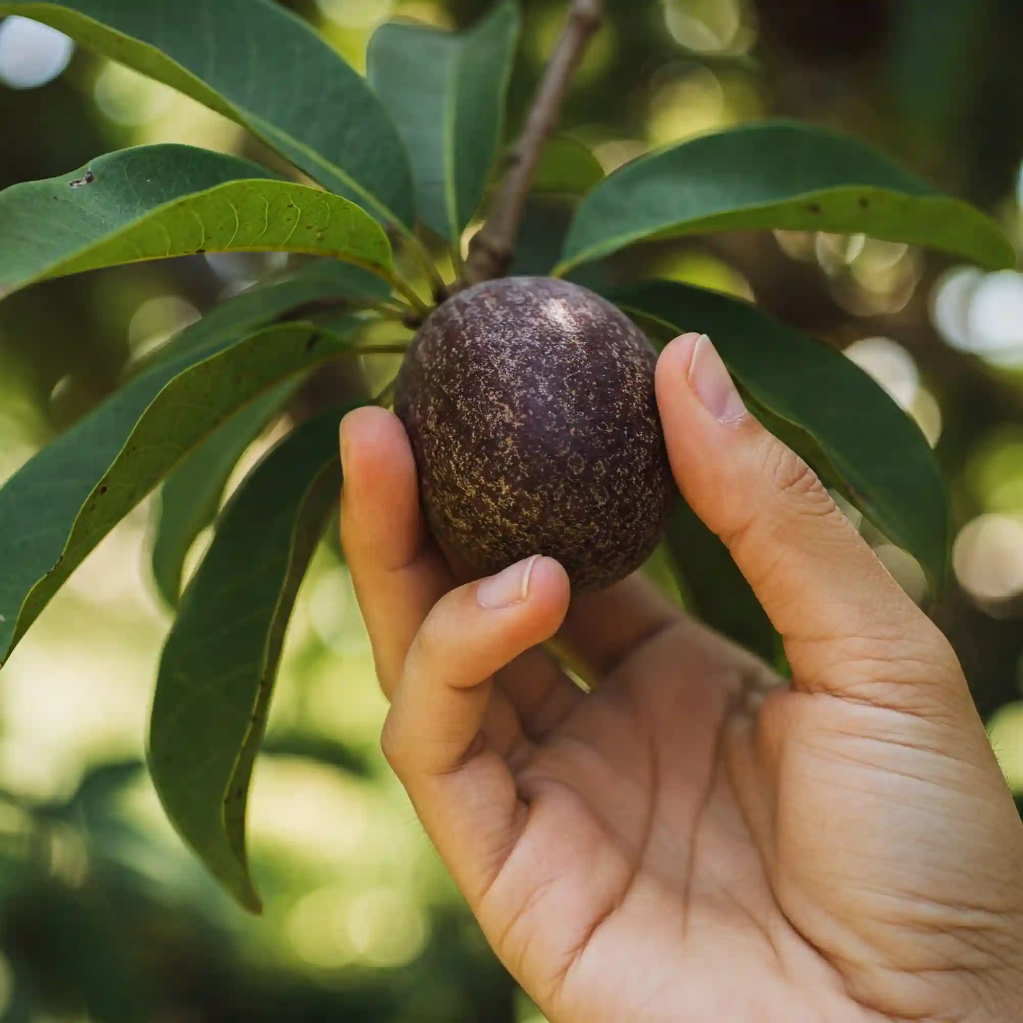 Black Sapote