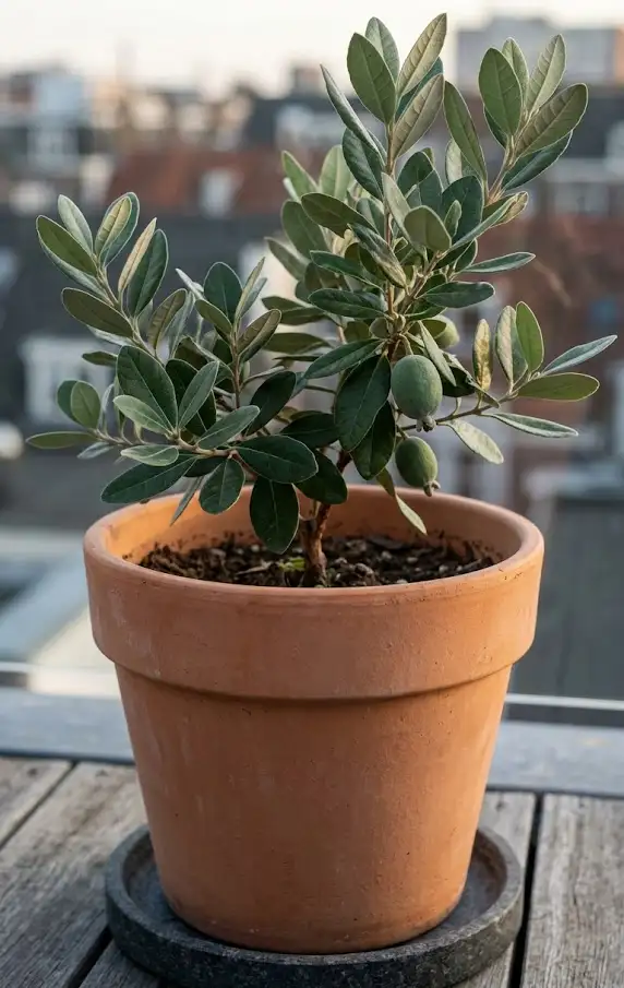 Grow Feijoas in Pots for Small Spaces
