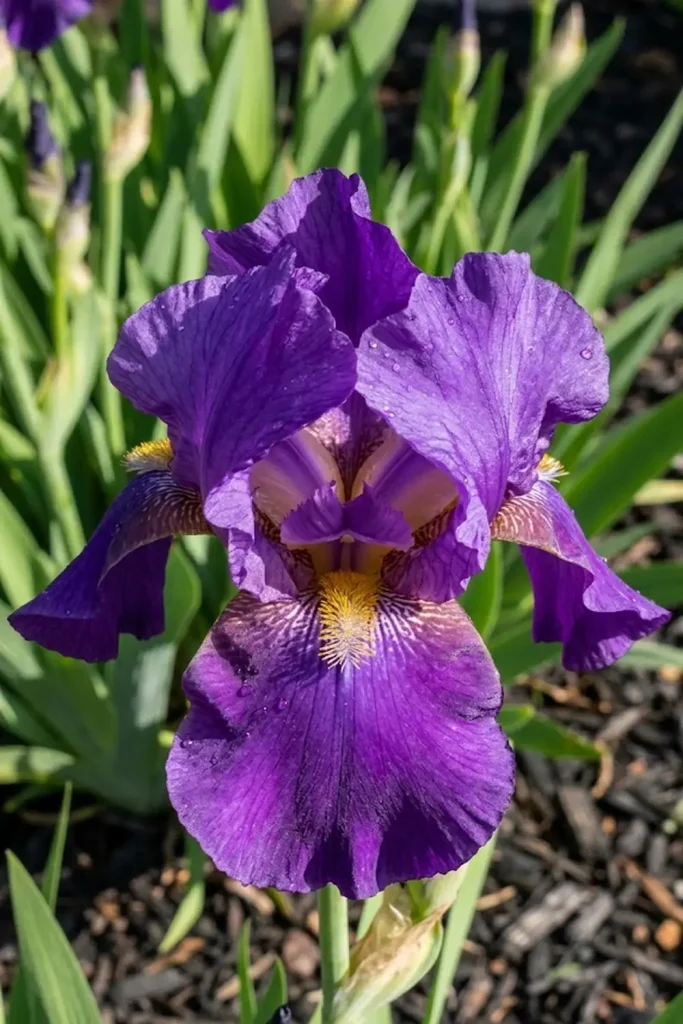 Iris