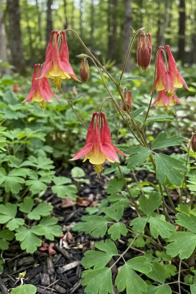 Columbine