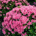 Azaleas