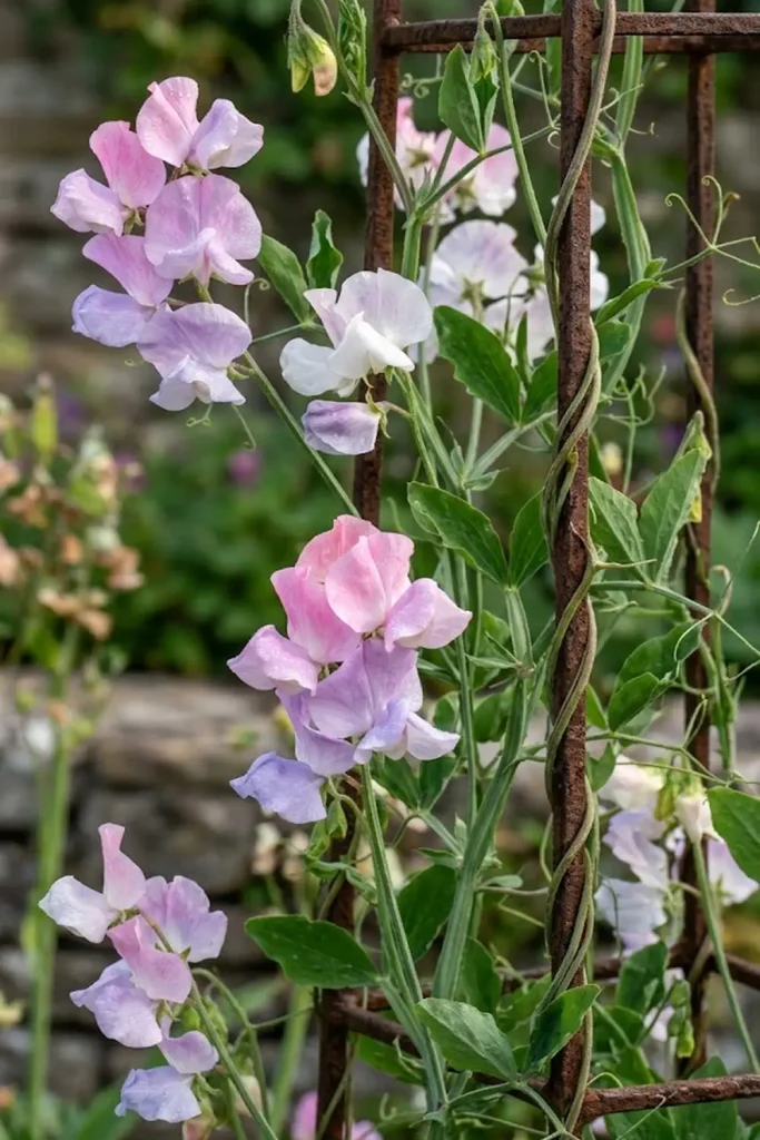 Sweet Peas