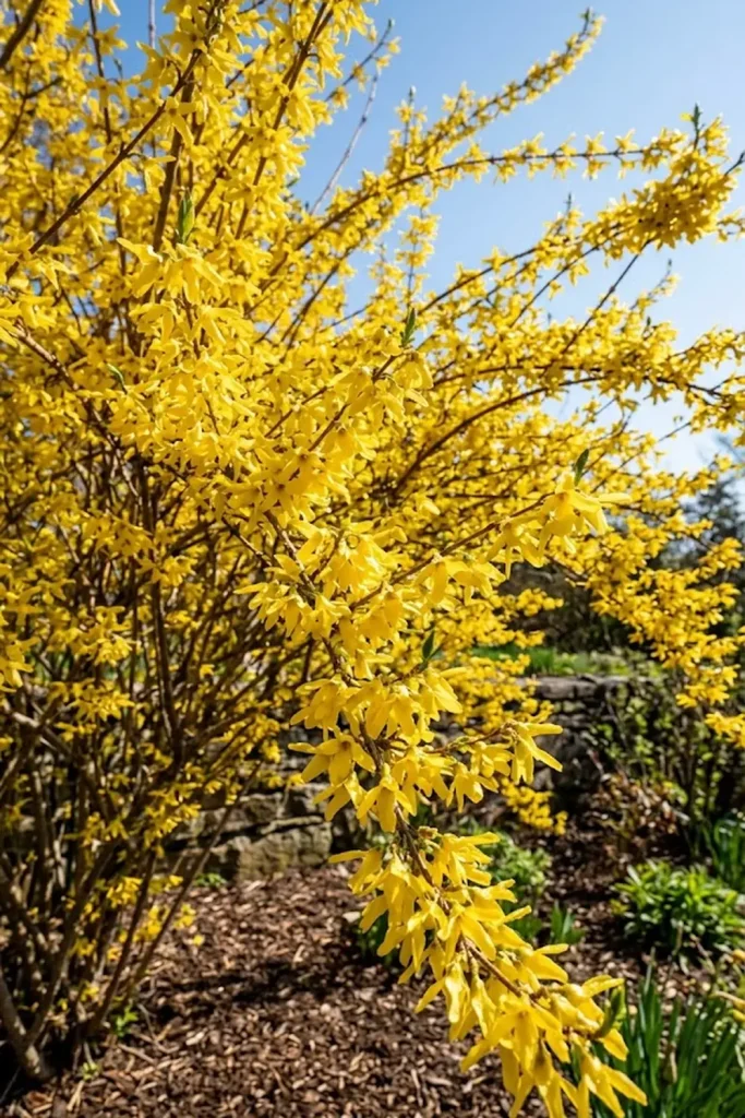 Forsythia