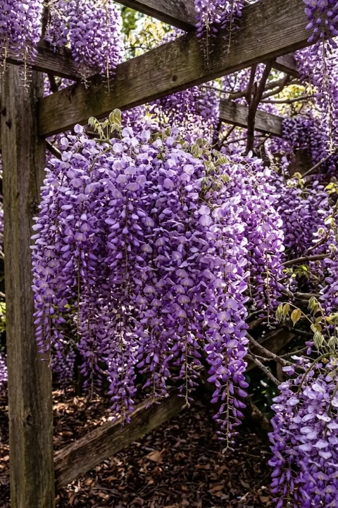 Wisteria