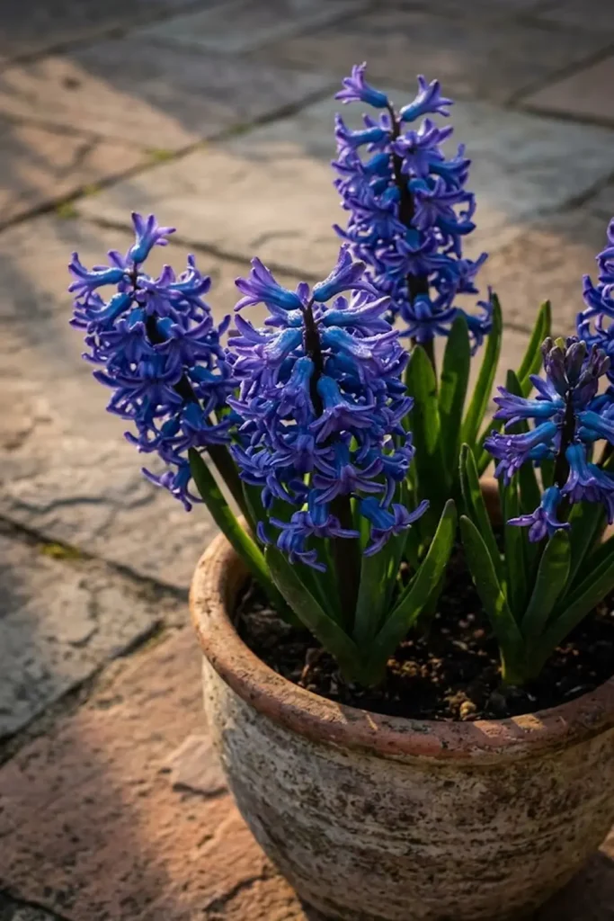 Hyacinths