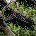 Elderberry Fruits