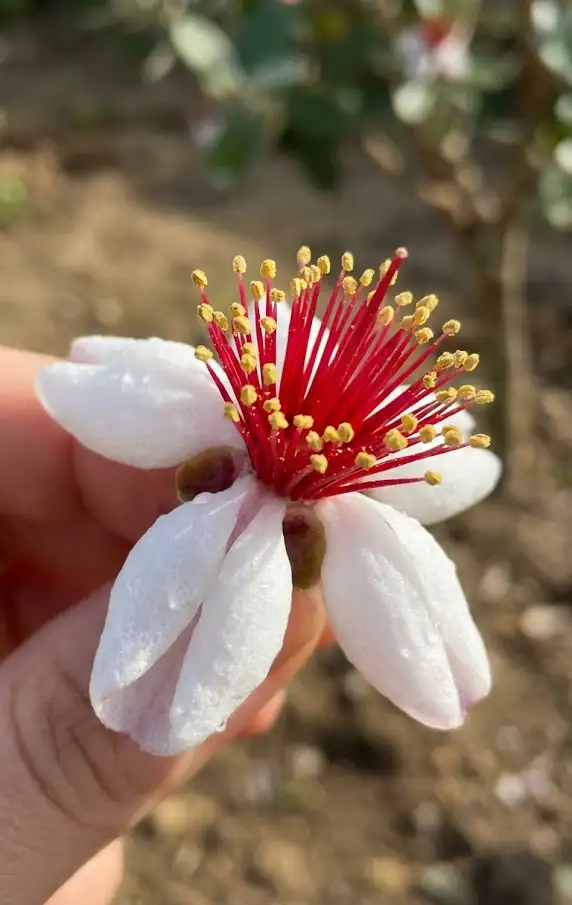 Eat the Edible Flowers for a Summer Treat