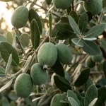 11 Simple Secrets to Grow Feijoa Fruits