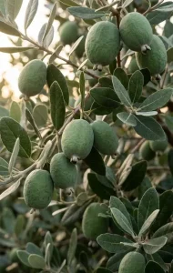 11 Simple Secrets to Grow Feijoa Fruits