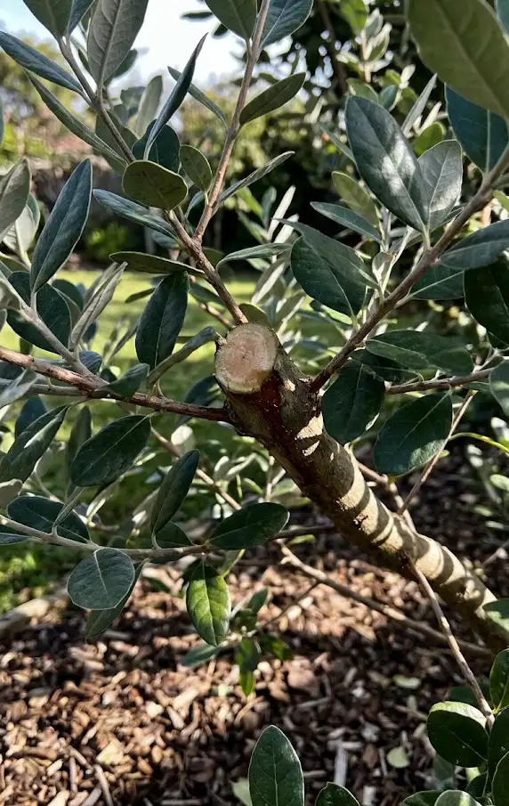 Prune for Light and Airflow