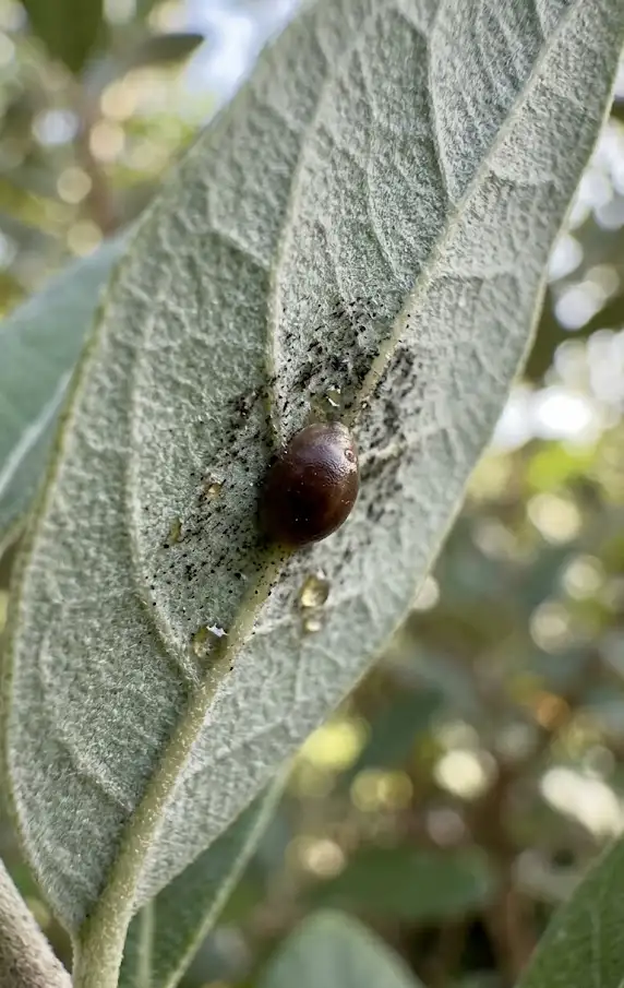 Identify and Stop Common Pests Fast