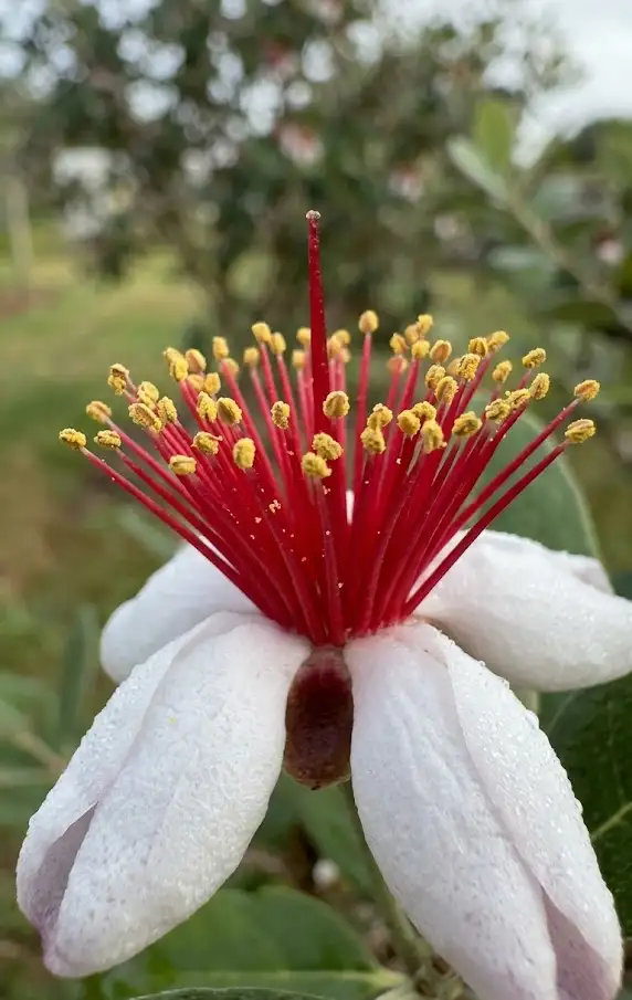 Master the Art of Cross-Pollination