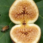 Understanding Ficus carica Fig Fruits