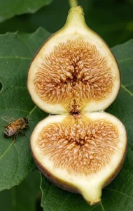 Understanding Ficus carica Fig Fruits
