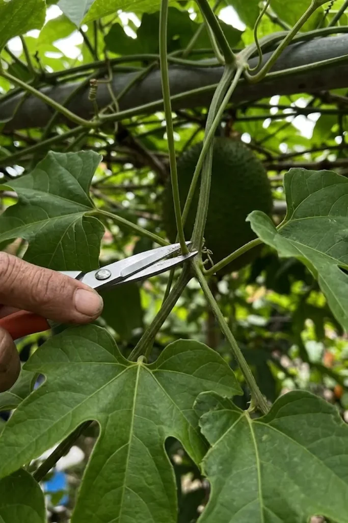Control Growth with Strategic Pruning