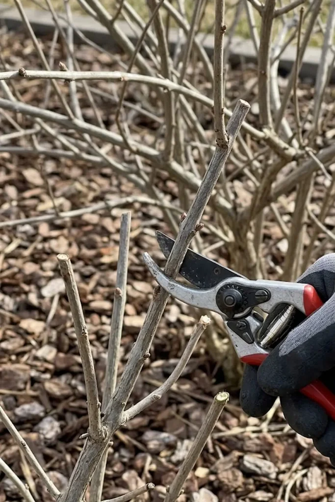 Pruning Techniques to Stimulate New Wood
