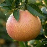 grapefruit