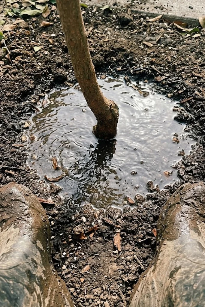 Soil Prevention: Avoiding "Wet Feet"