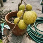 grow guava