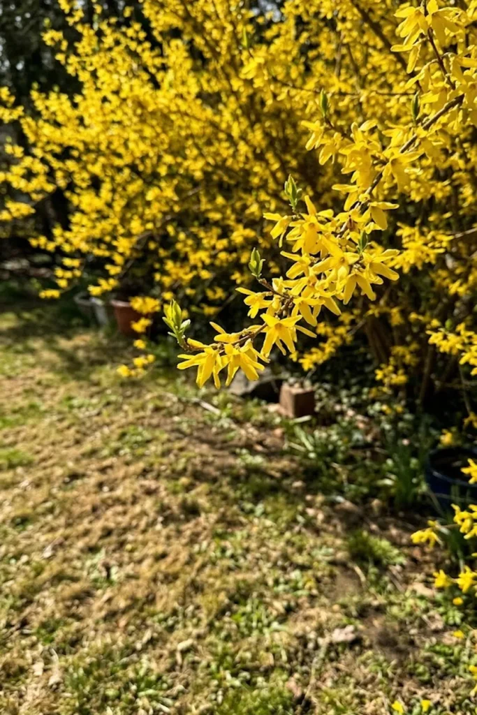 Look for Forsythia: Using Nature’s Alarm Clock