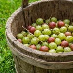 gooseberry fruits