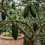 Grow Finger Lime