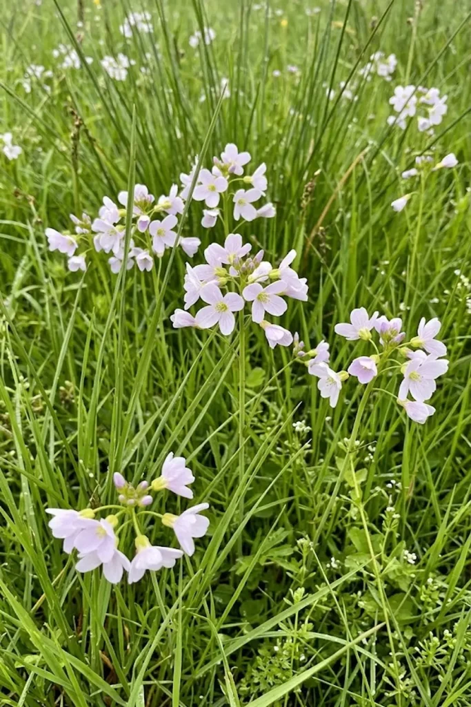 Lady’s Smock (Cardamine pratensis)