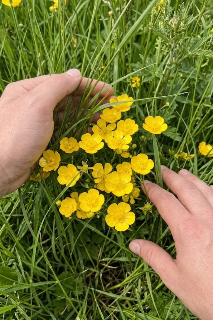 Meadow Buttercup (Ranunculus acris)