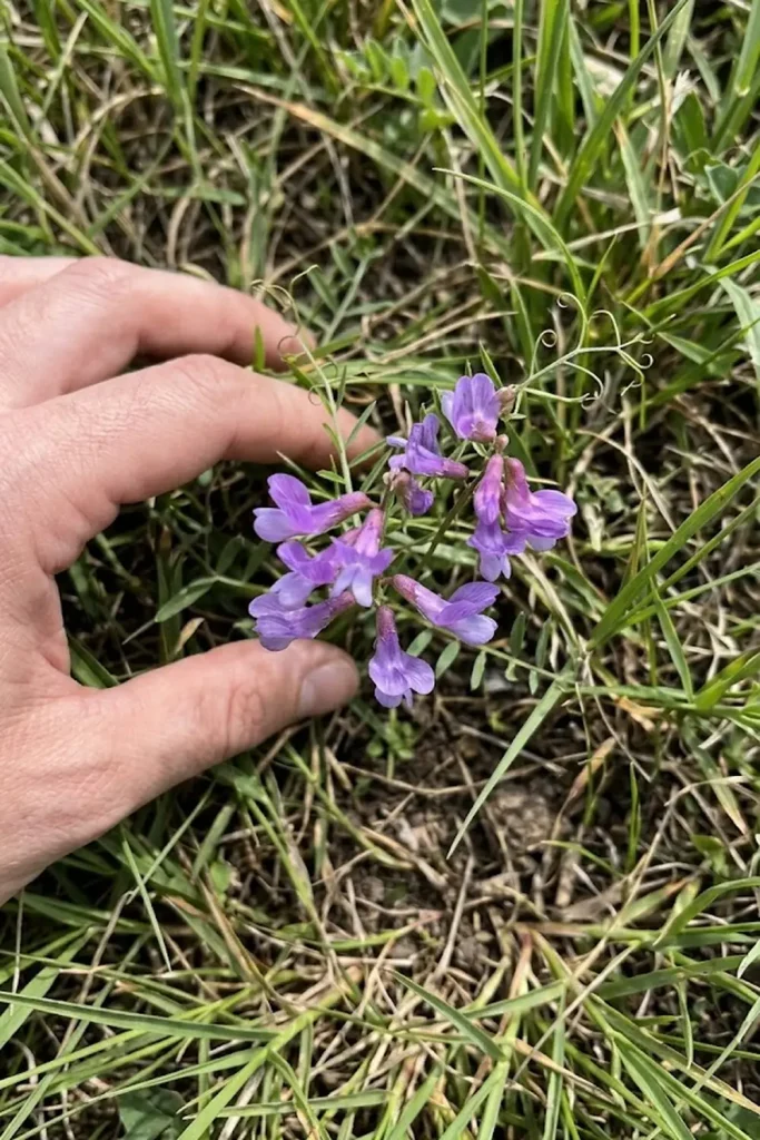Common Vetch (Vicia sativa)