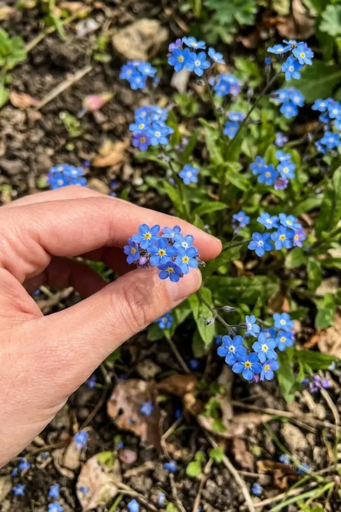Forget-Me-Not (Myosotis arvensis)