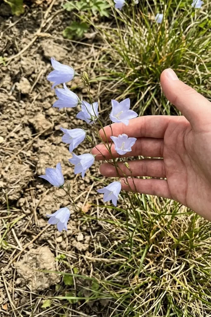 Harebell (Campanula rotundifolia)