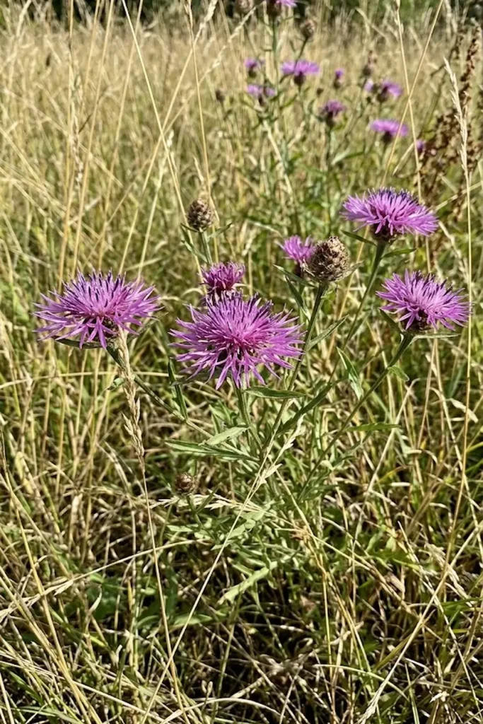 Common Knapweed (Centaurea nigra)