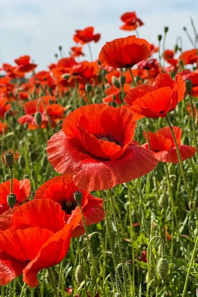 Corn Poppy (Papaver rhoeas)