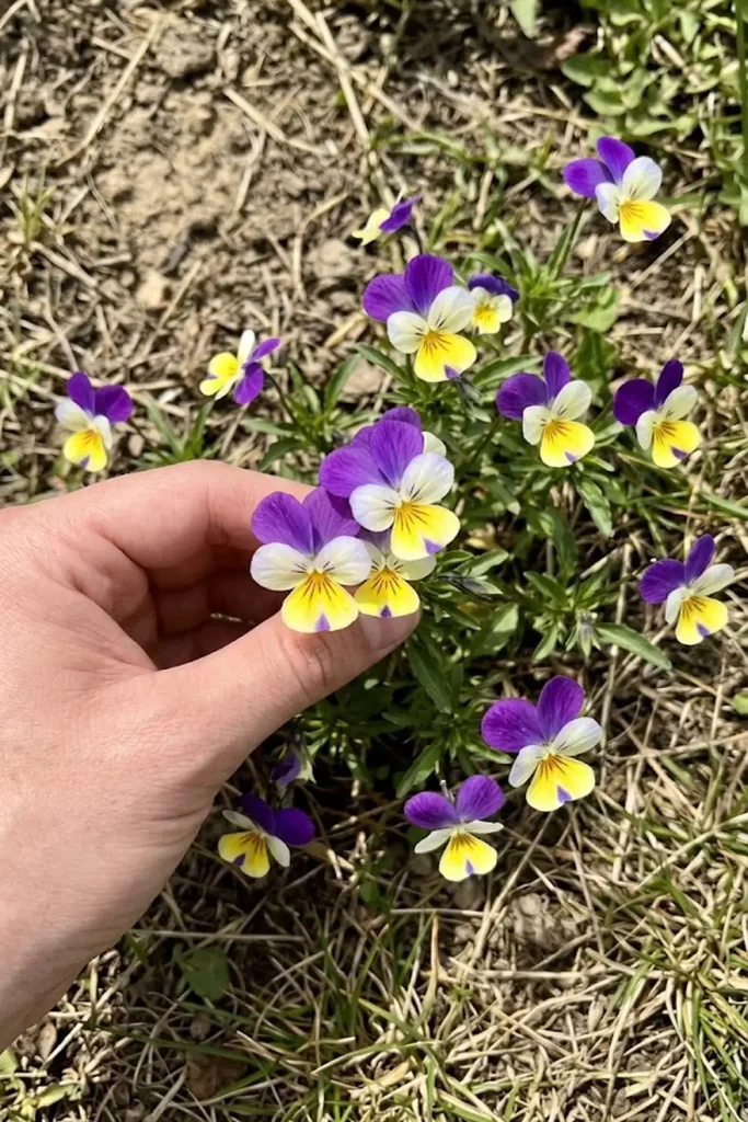 Wild Pansy (Viola tricolor)