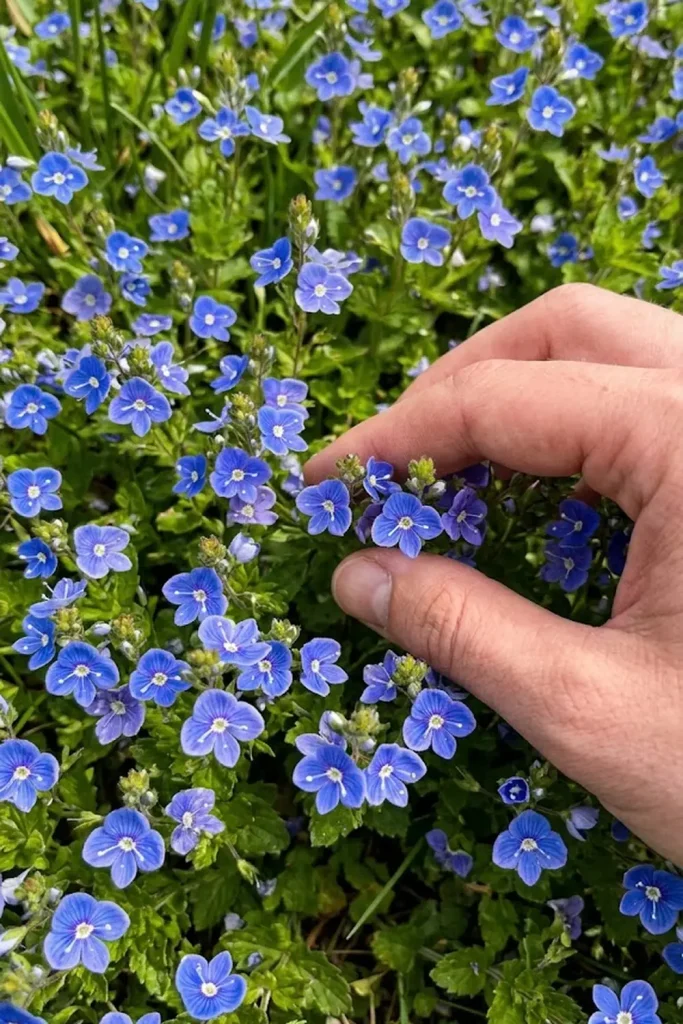 Germander Speedwell (Veronica chamaedrys)