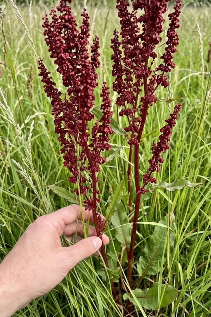 Common Sorrel (Rumex acetosa)