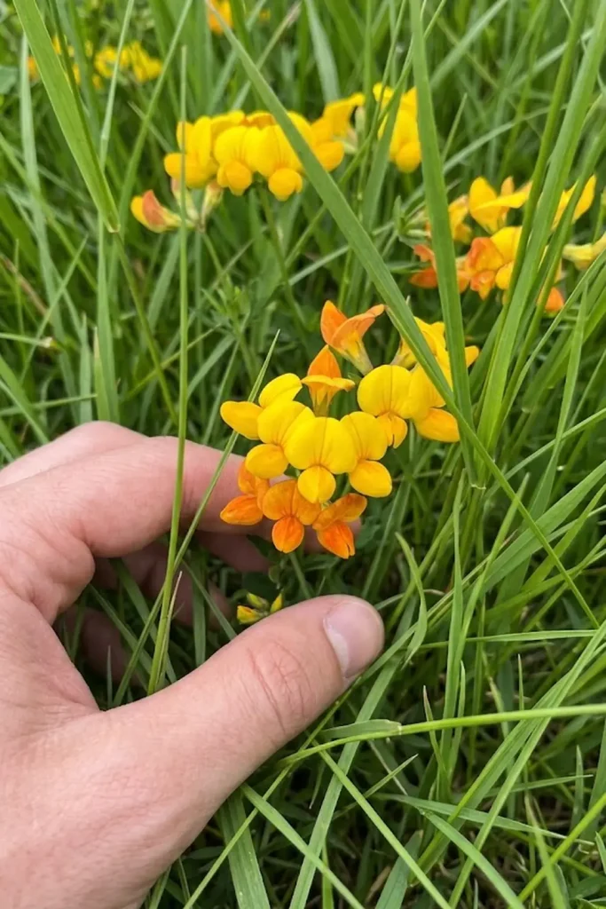 Bird’s-foot Trefoil (Lotus corniculatus)