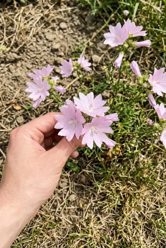 Musk Mallow (Malva moschata)