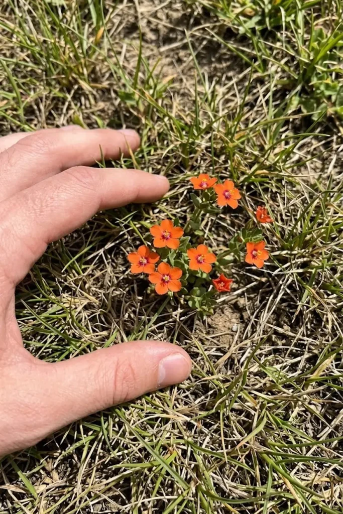 Scarlet Pimpernel (Anagallis arvensis)