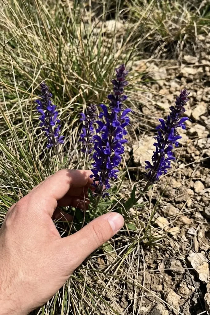 Wild Clary (Salvia verbenaca)