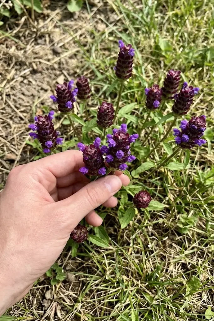 Selfheal (Prunella vulgaris)